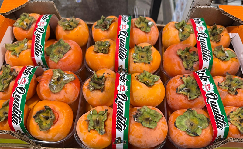 Loto - Sicilia - 2,80 euro al chilogrammo